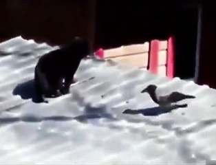 Une bagarre éclate entre deux chats sous le regard d’un oiseau