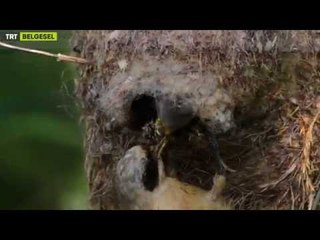 Çulha'nın Çilesi - Fragman | TRT Belgesel