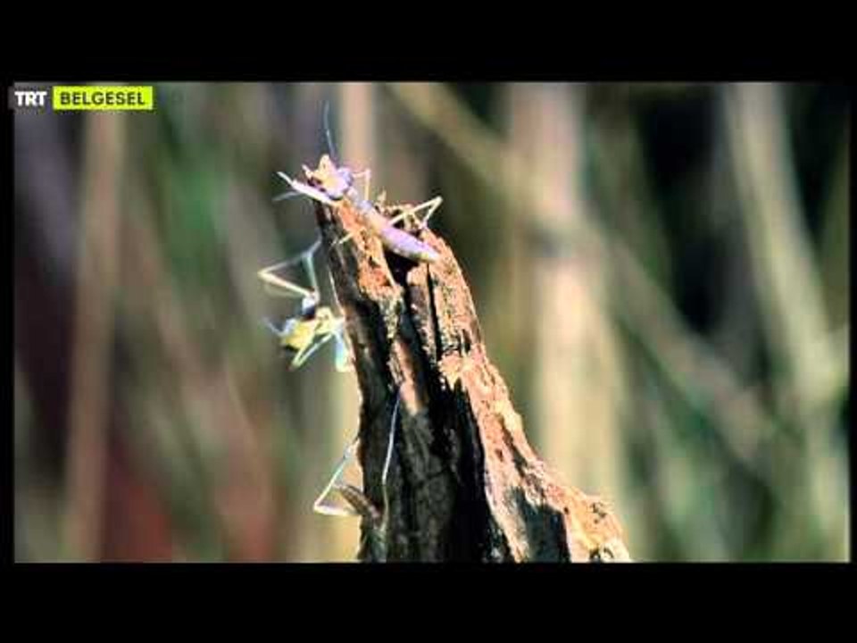 Uzaylı Böcek - Peygamber Devesi - TRT Belgesel