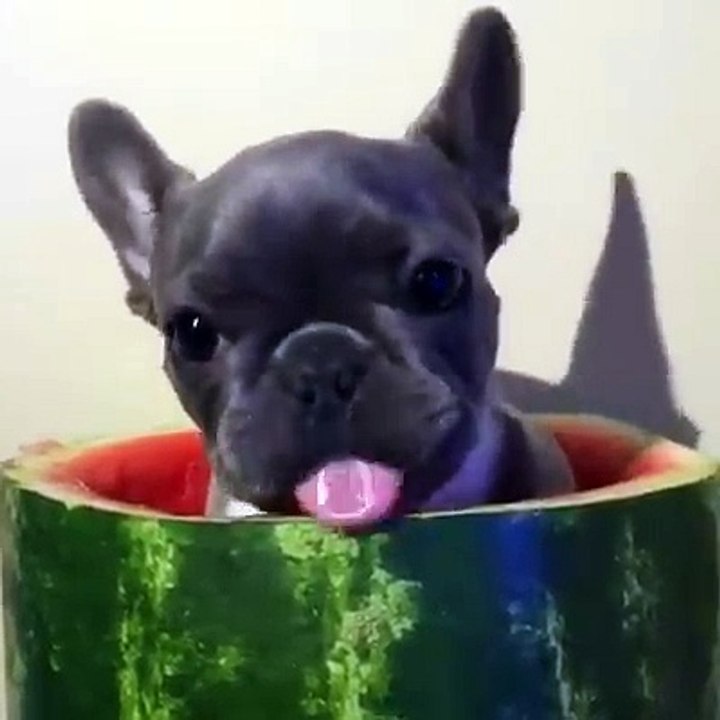 Peiti chien qui mange une pastèque , trop mignon