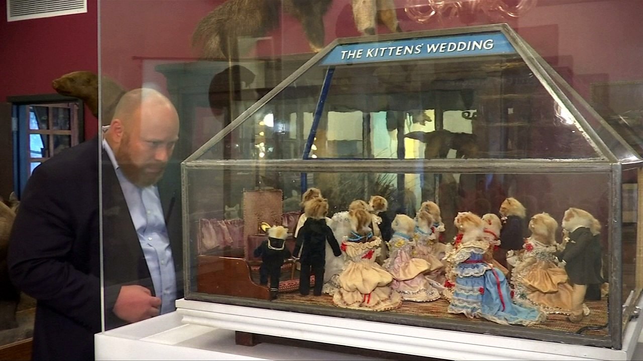 Taxidermy kittens tie the knot in New York exhibit