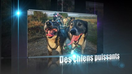 Entrainement Septembre des norrland husky, préparation pour courses