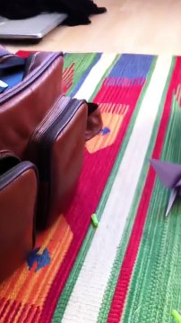 Funny video of rolo the siamese cat playing fetch