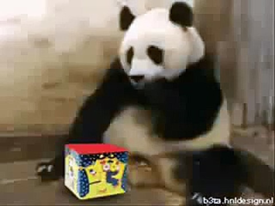 This Is Panda! Funny Video