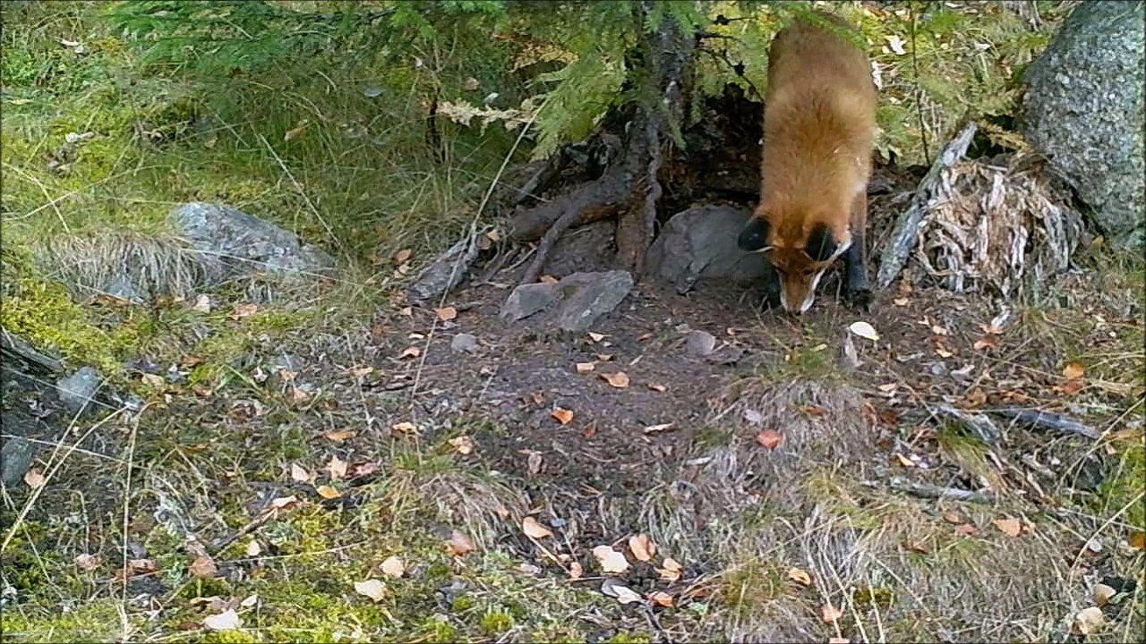 Fox and apple