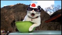 Gatti 'Mici-Diali' - Funny Cats Compilation #1
