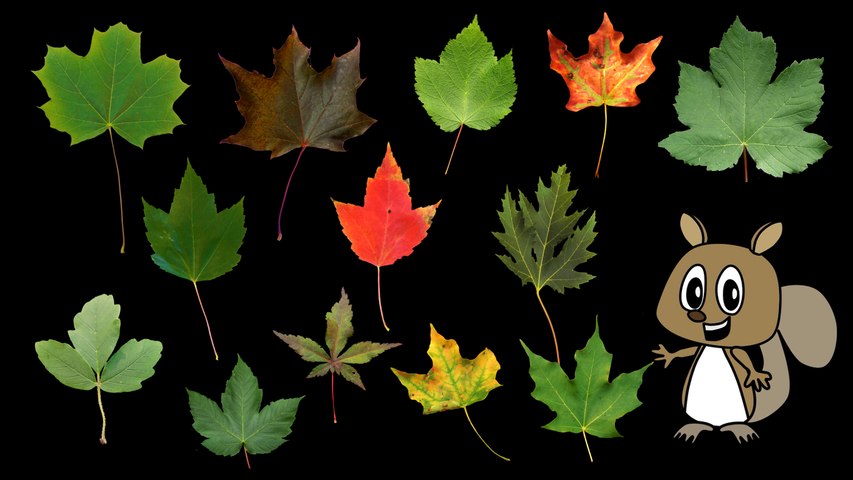 Maple Leaves - Nature / Fall Foliage - The Kids' Picture Show (Fun and Educational Learning Video)