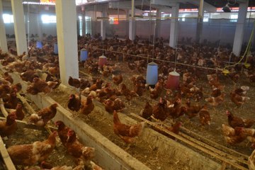 İstanbul'un Stresinden Bıktı, Huzuru Tavukçulukta Buldu