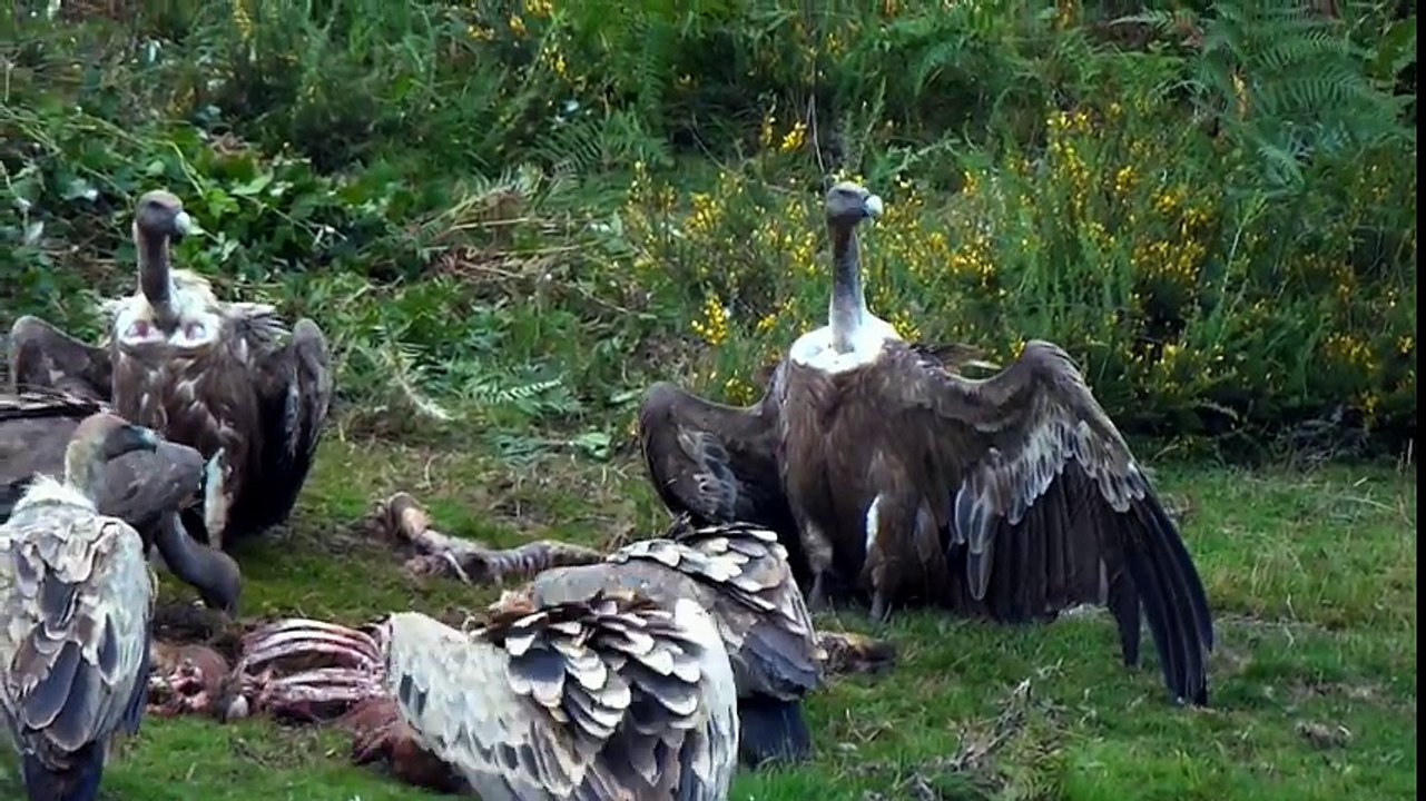 Une horde de vautours dévore sauvagement un veau dans les Pyrénées