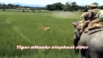Tiger Attacks Man - Lion vs Tiger Real Fight - HD