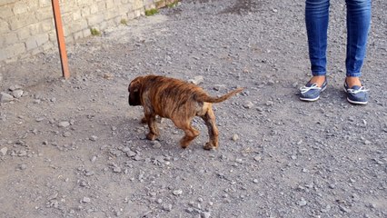 Visite chez les Chetemis