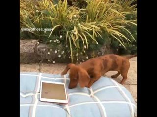 Pooch Plays Fun iPad Game