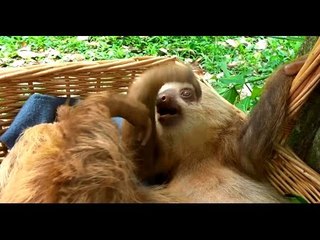 Cute Sloths Playfully Fight in Their Crib