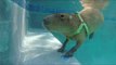 Swimming Capybara Enjoys Pool Activities and Fun