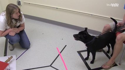 New Study Shows Dogs Ignore Dumb Human Advice