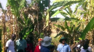 The Levites family vising banana Plantation - Febuary - March  2012