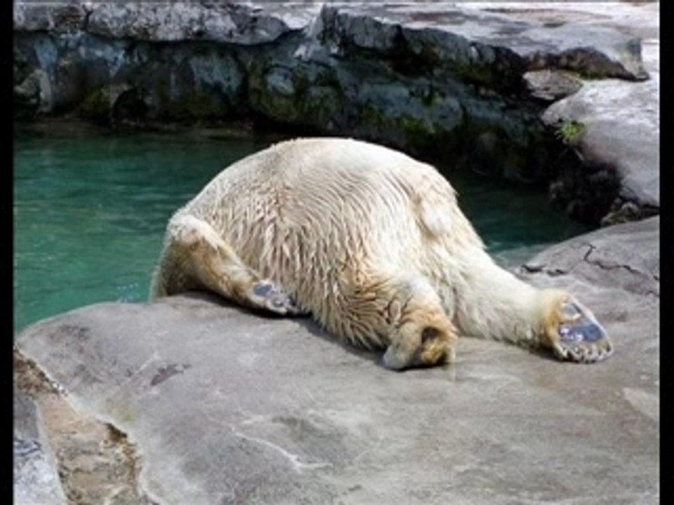 Ours polaire