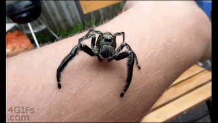 Une vidéo que les arachnophobes ne pourront pas regarder jusqu'à la fin