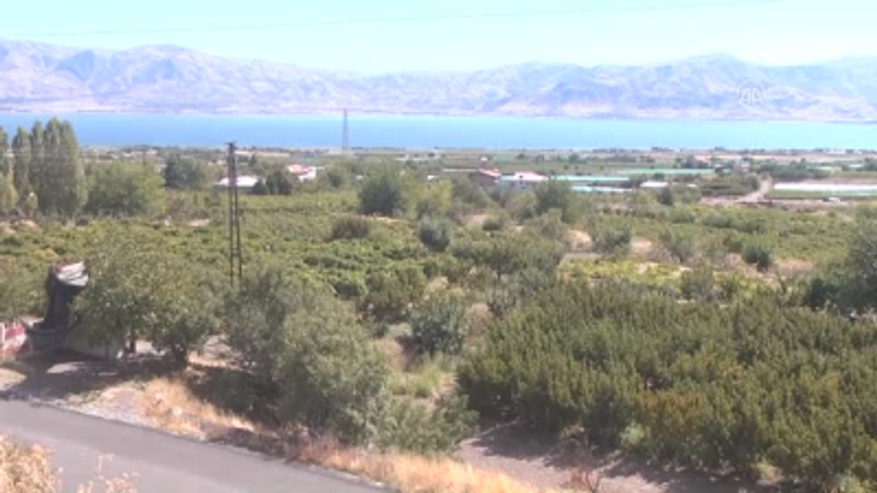 Üzüm Hasadı Başladı