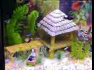 Aqarium sphinx