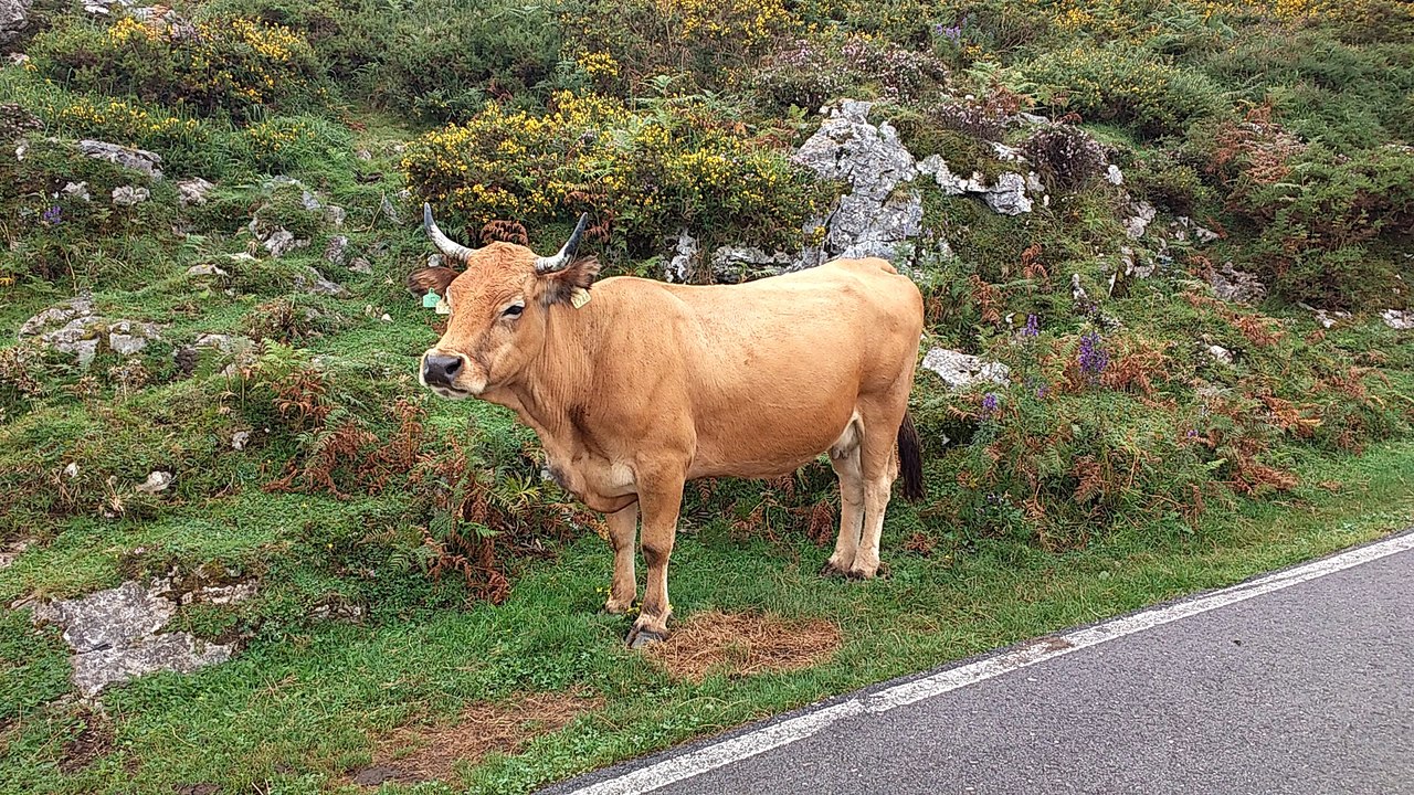 vaca