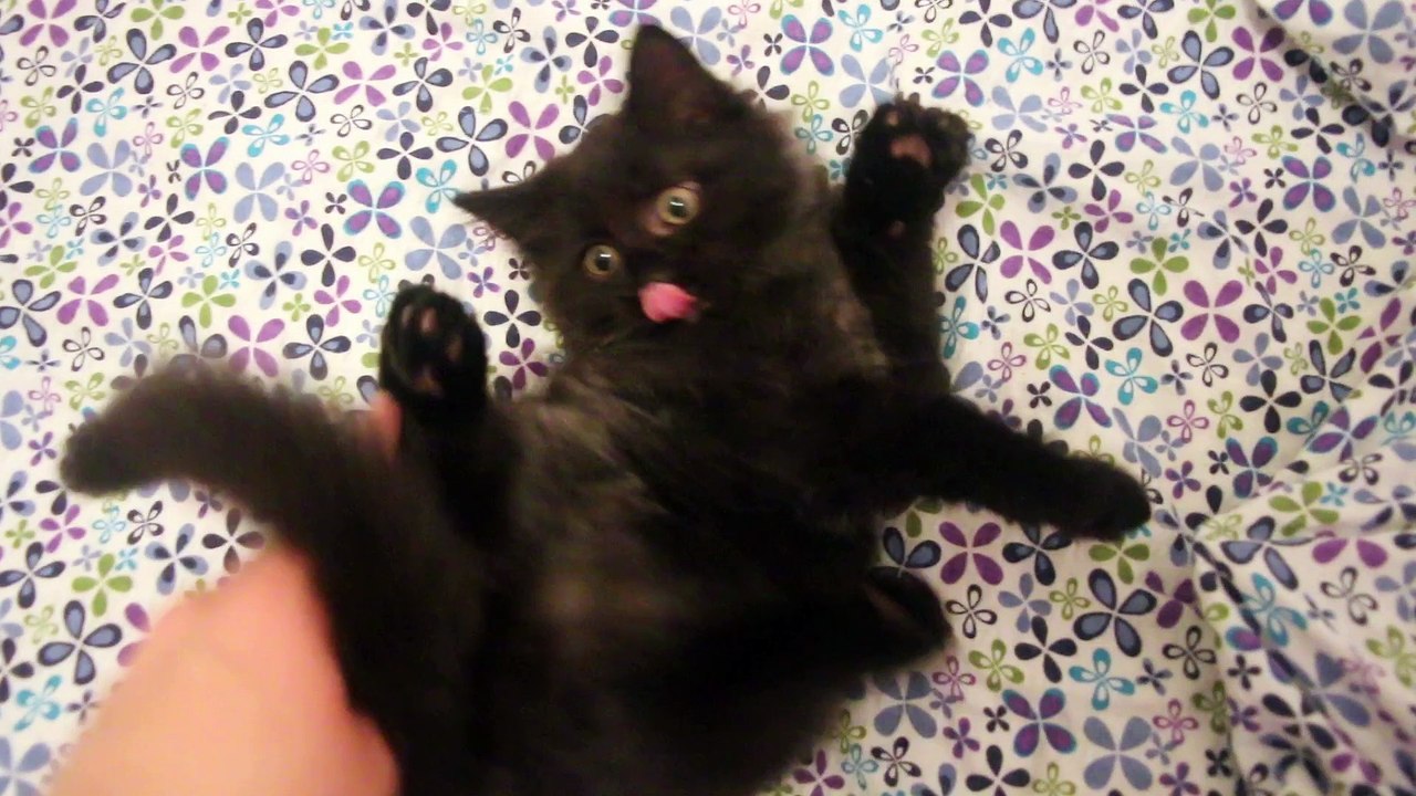 bjeautiful cat hoho