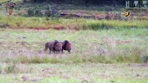 Amazing Lions Kills Buffalo Are Pregnant - Buffalo Baby Lamentable.