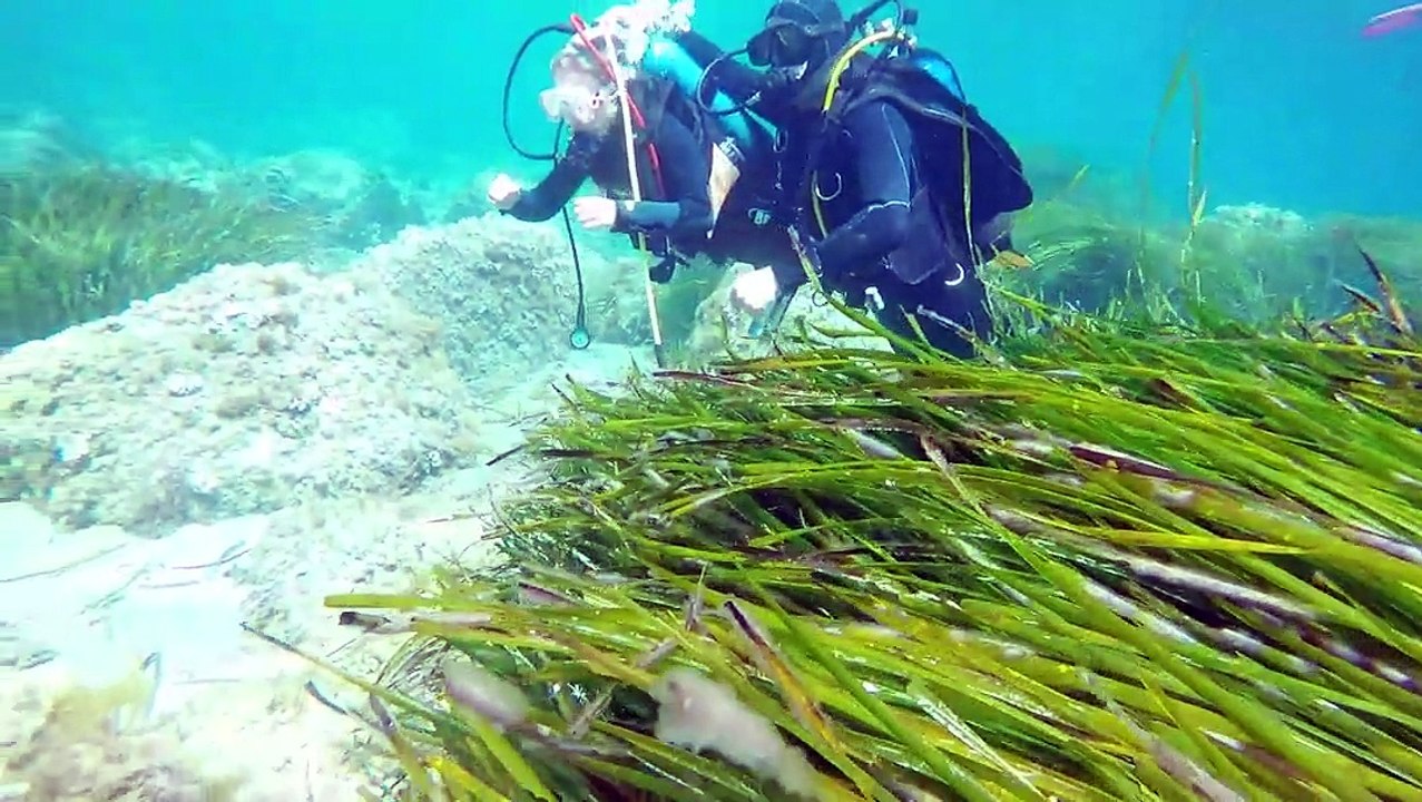 Le baptême de Plongée