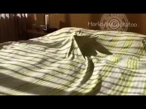 Cockatoo Enjoys Morning Time