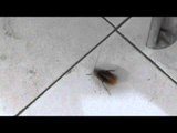 Man Demonstrates Effects of Toxic Poison on Cockroach