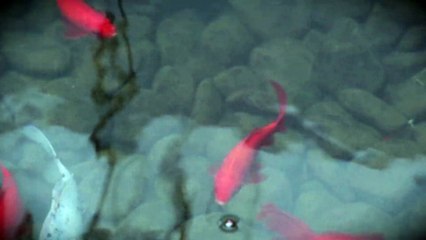 Gold Fishes Swimming In A Pond
