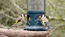 Goldfinches - Ultra High Definition Video HD