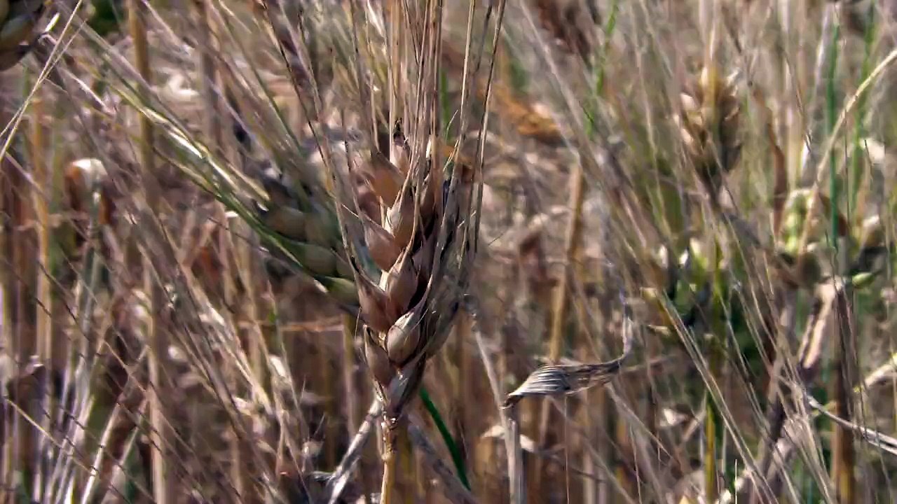 Grain - Ultra High Definition Video HD