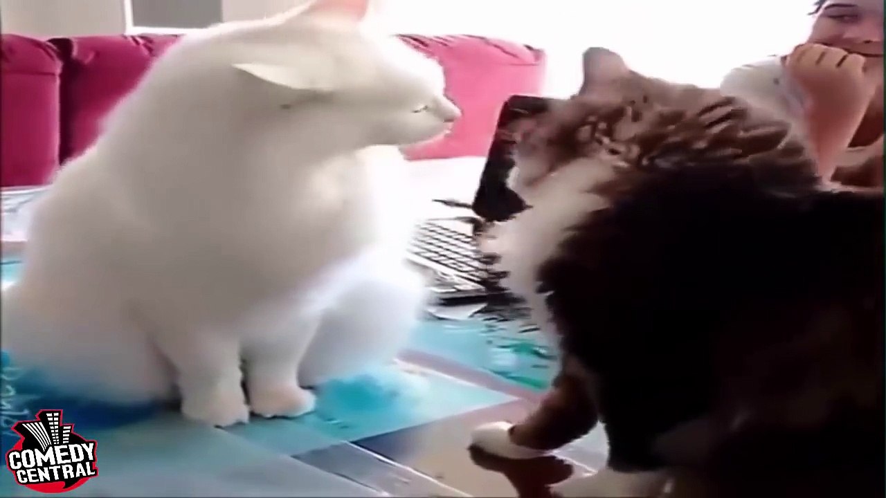 funny videos animals attack (•̪●) comedy central animal ● H.O.T ►NEW