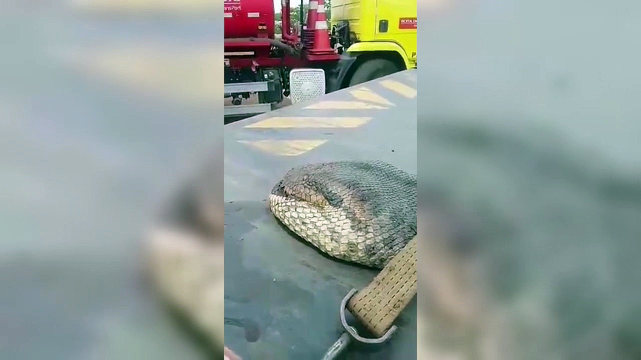 Un serpent de plus de 400 kilos retrouvé mort sur un chantier