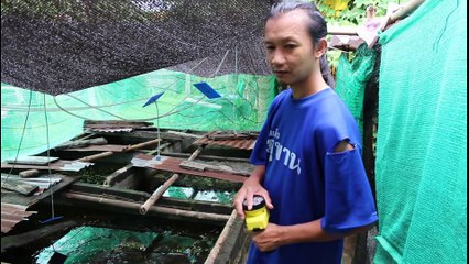 budidaya lobster air tawar