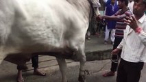 Really Biggest cow Qurbani - Eid Ul Adha 2016 Pakistan