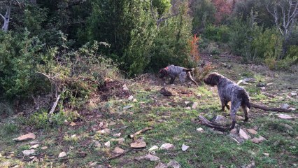 Arrêt en action de Chasse d'un Jeune Griffon Korthals "LEO DU MAS DU JONQUIER"