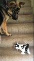 Ce gros chien aide un chaton à monter l'escalier ! Trop mignon ce Berger Allemand