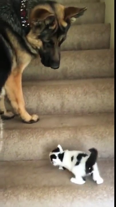 Ce gros chien aide un chaton à monter l'escalier ! Trop mignon ce Berger Allemand