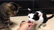 Appuyer sur la sonnette pour manger : chatons bien dressés