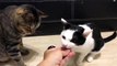 Appuyer sur la sonnette pour manger : chatons bien dressés