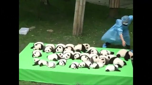 23 bébés Pandas nés dans un même Zoo en Chine présentés au Public