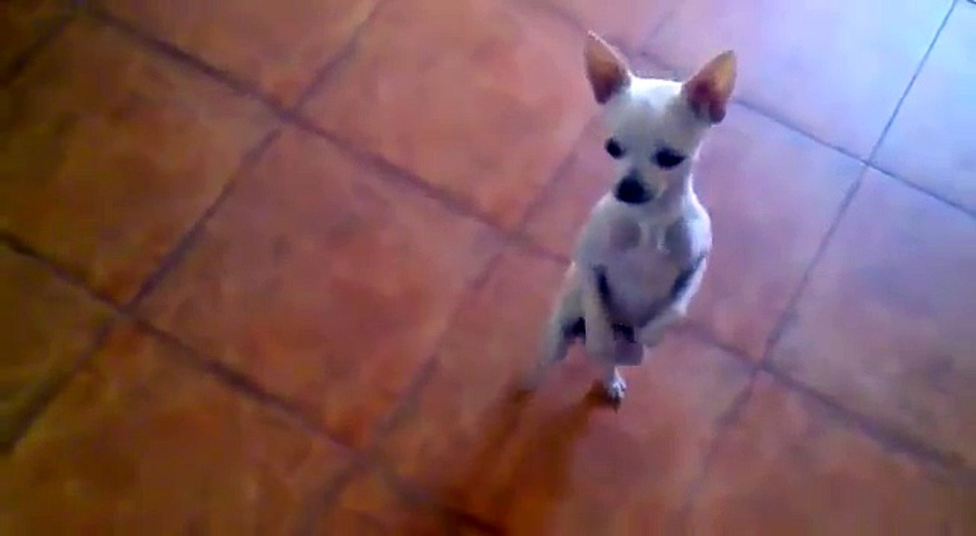 Cute store dog dancing