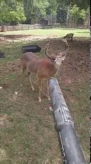 Un cerf aime le souffleur de feuilles