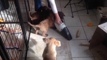 Des animaux tellement craquants - Compilation