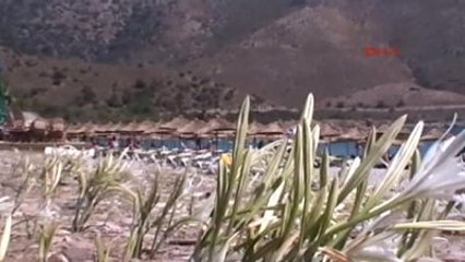 Datça Bu Yıl da Açan Kum Zambakları Yine Yüz Güldürdü