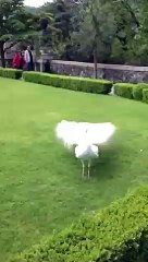 peacock dancing with her wings